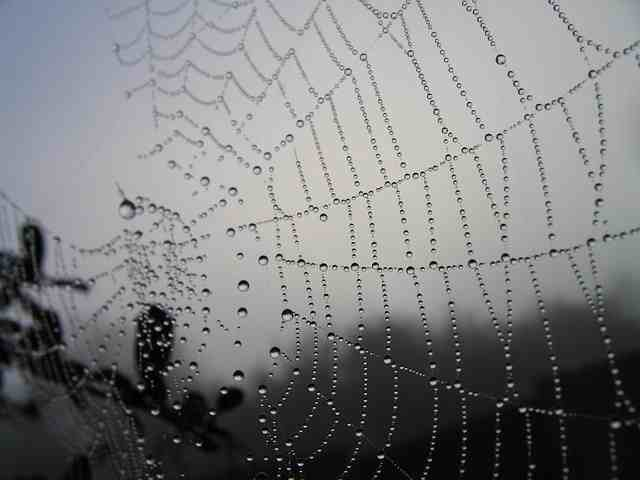 spiderweb