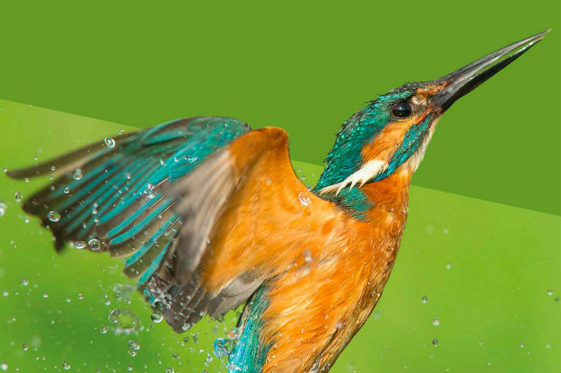 A kingfisher rising from a river, with water drops fallling from it